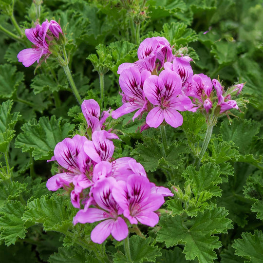 Scented Pelargonium (Geranium) Torento