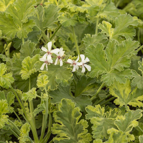 Scented Pelargonium (Geranium) Variegated Fragrans