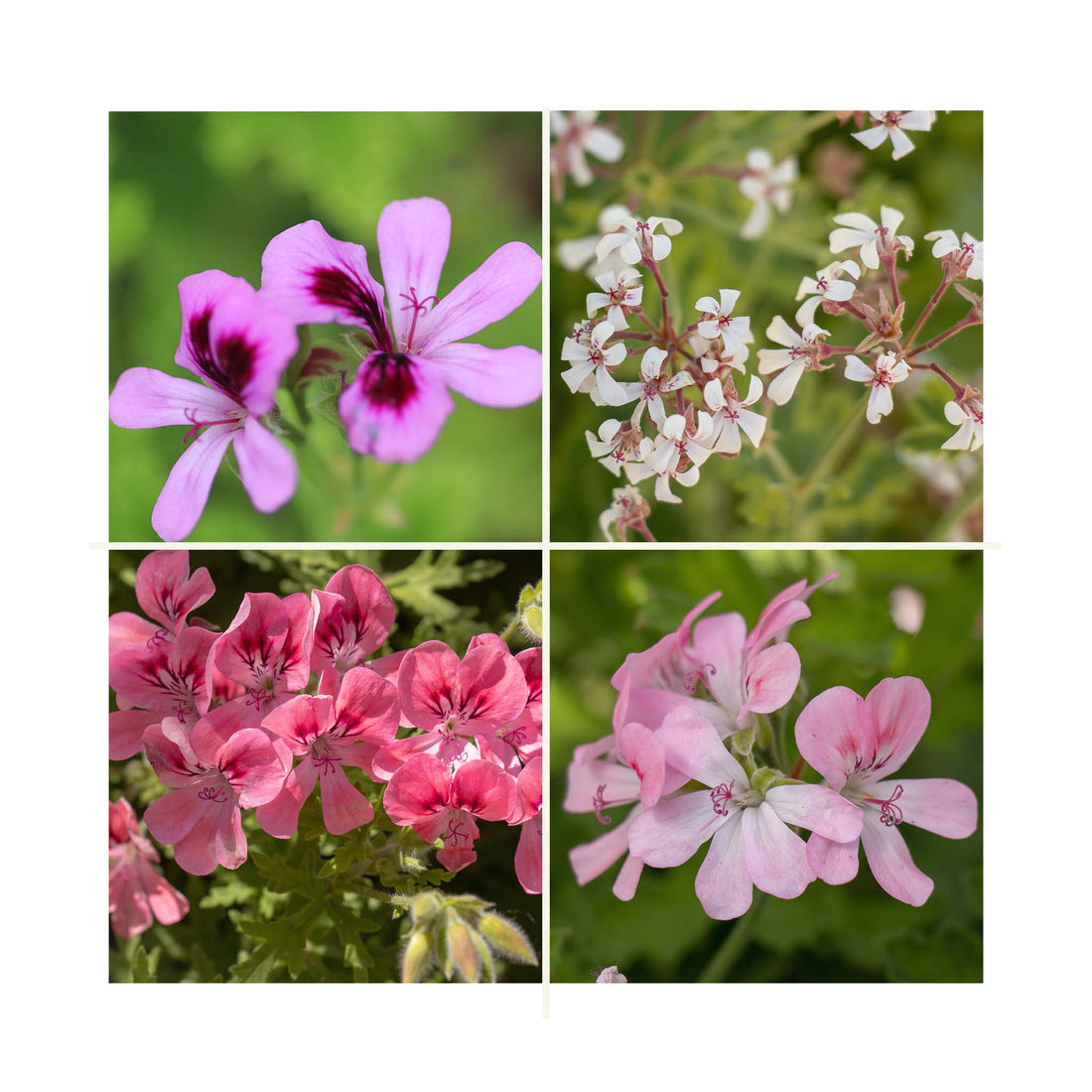 Scented Geranium, 6 mixed starter plants - Stunning Flowers with Scented Foliage