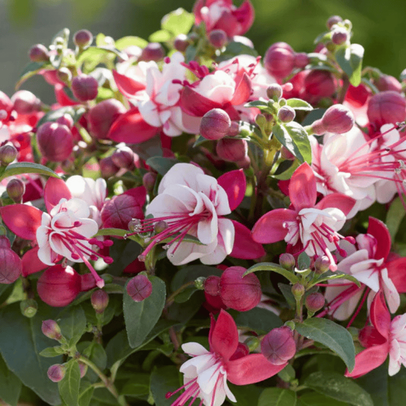 Scented Squares (10).png__PID:d1d8e236-986a-452e-98b4-59ea4674861a