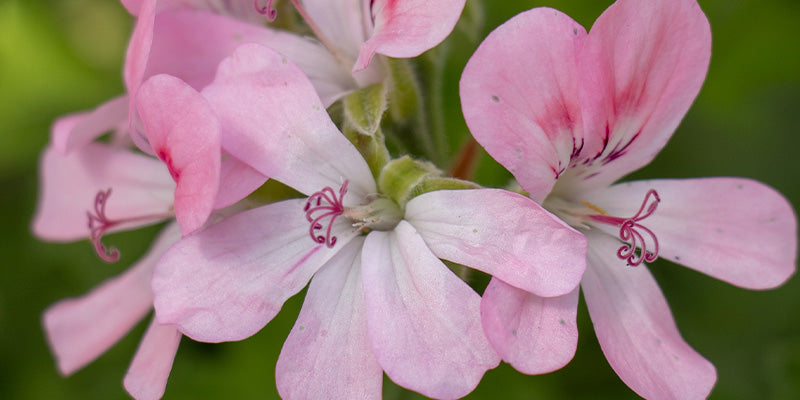 Scented Pelargoniums