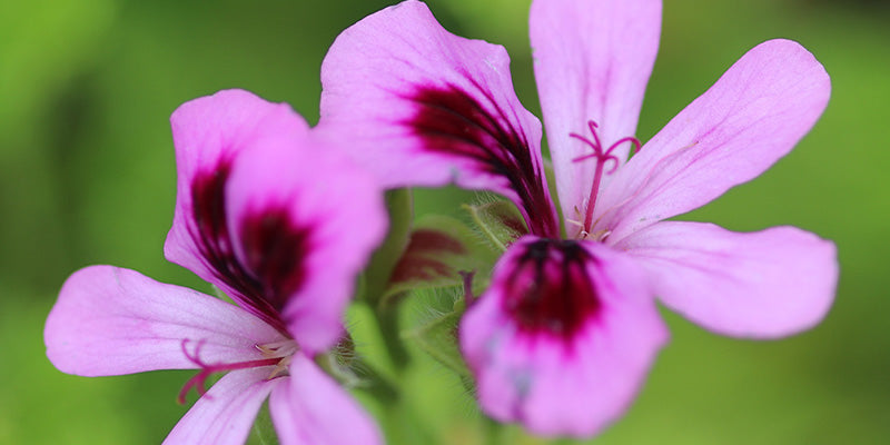 How to Grow Scented Pelargoniums