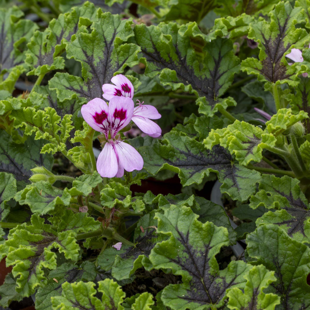 Scented Pelargonium (Geranium) Royal Oak