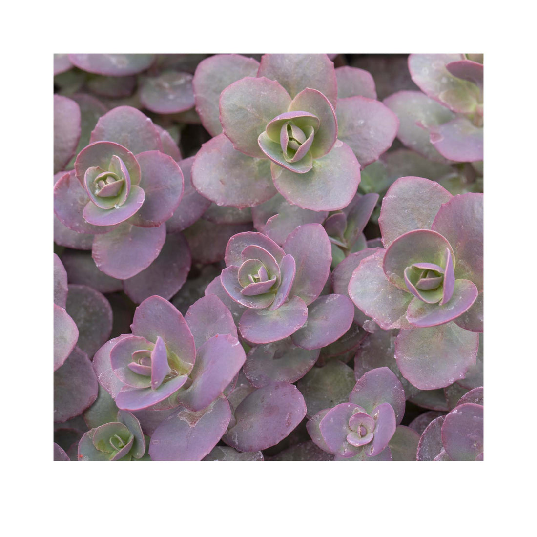 Sedum Sunsparkler Cherry Tart