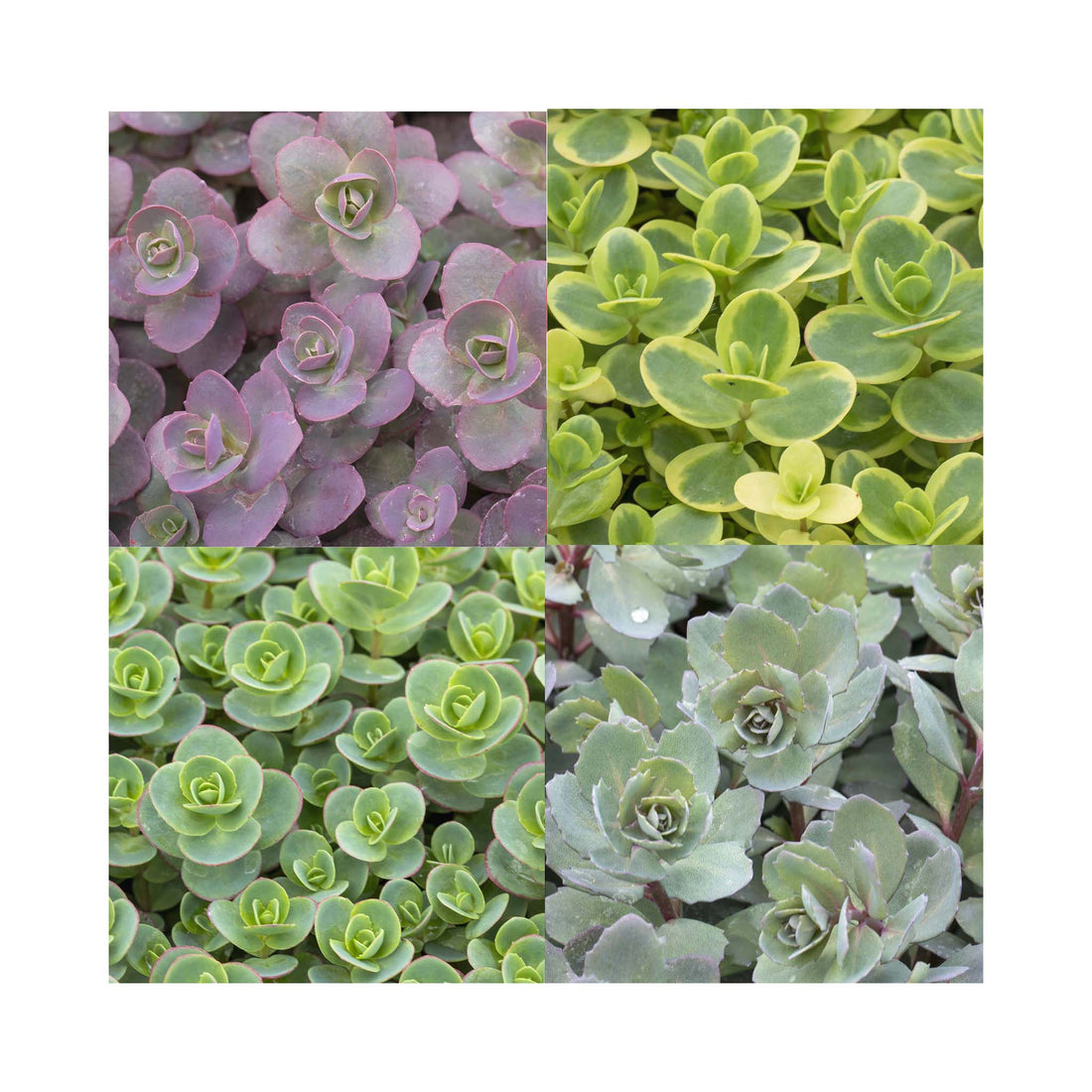 Sedum Sunsparkler Collection