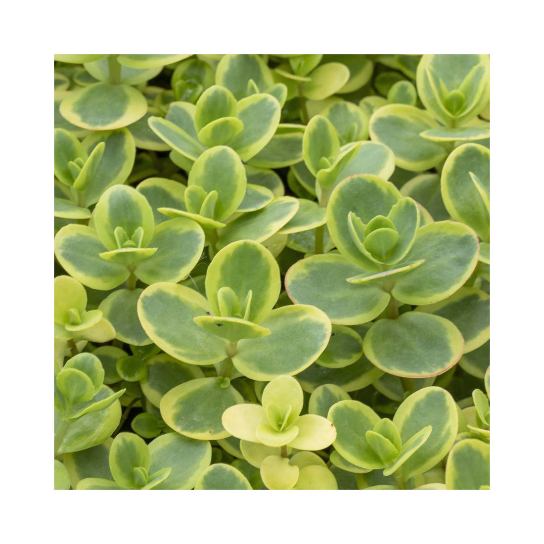 Sedum SunSparkler Lime Twister