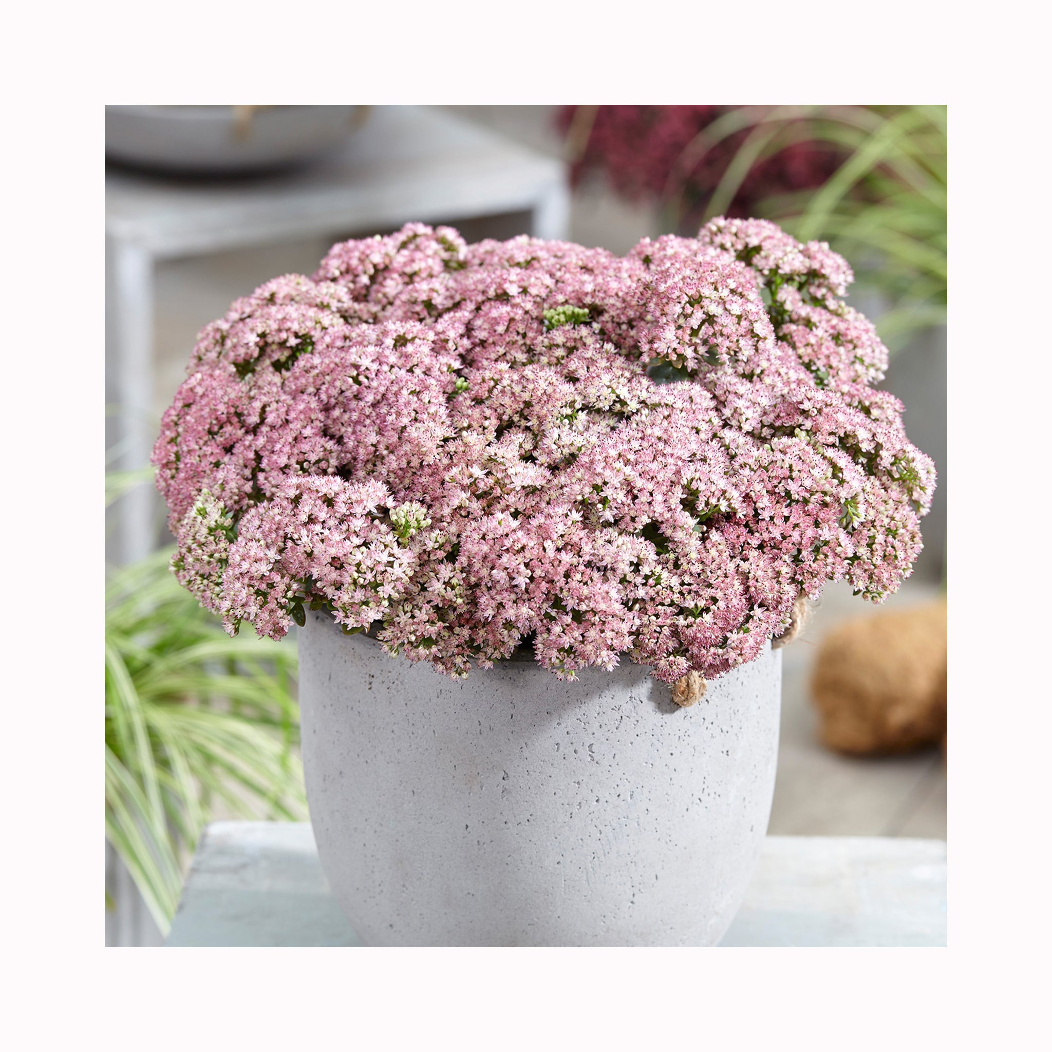 Sedum Sunsparkler Lime Zinger