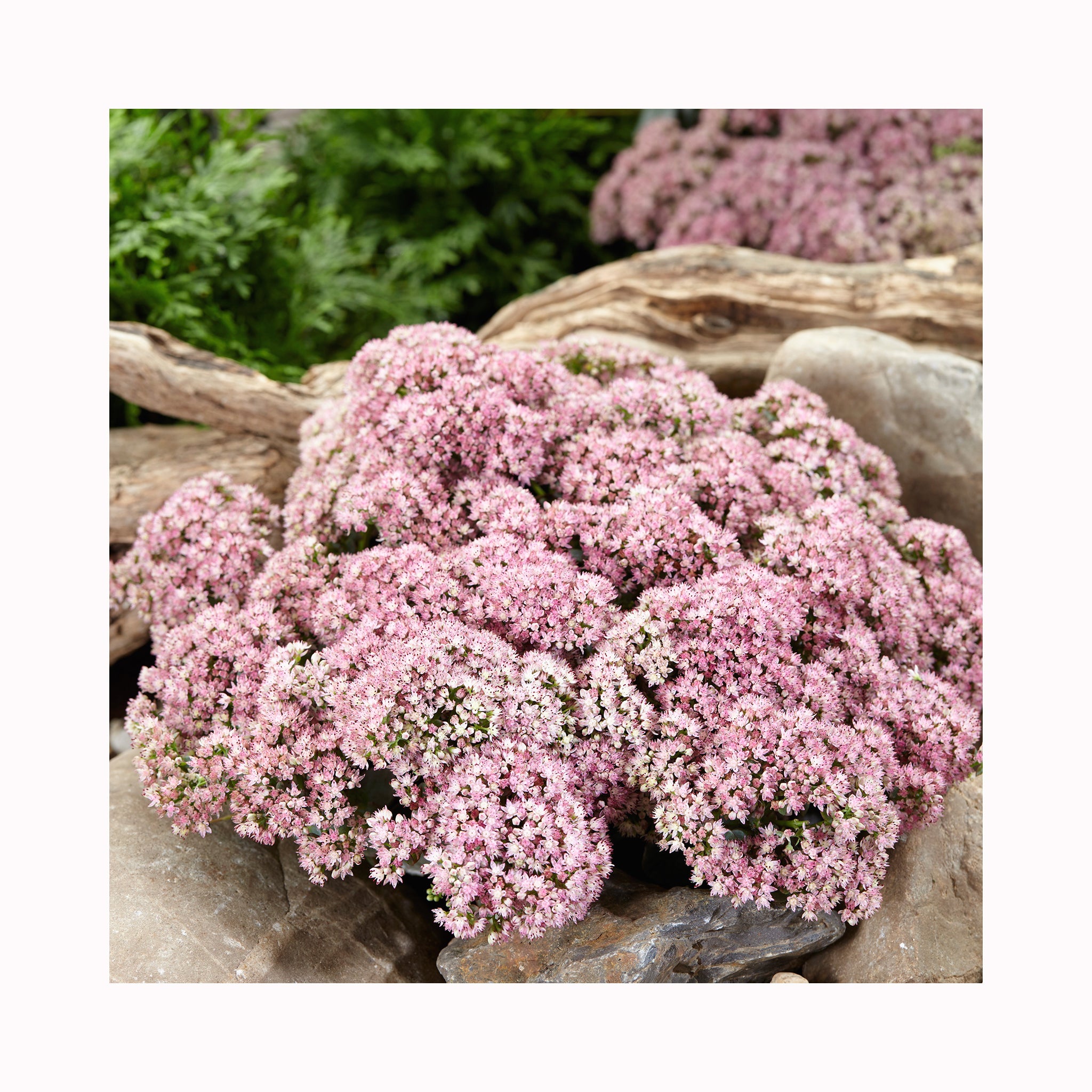 Sedum Sunsparkler Lime Zinger