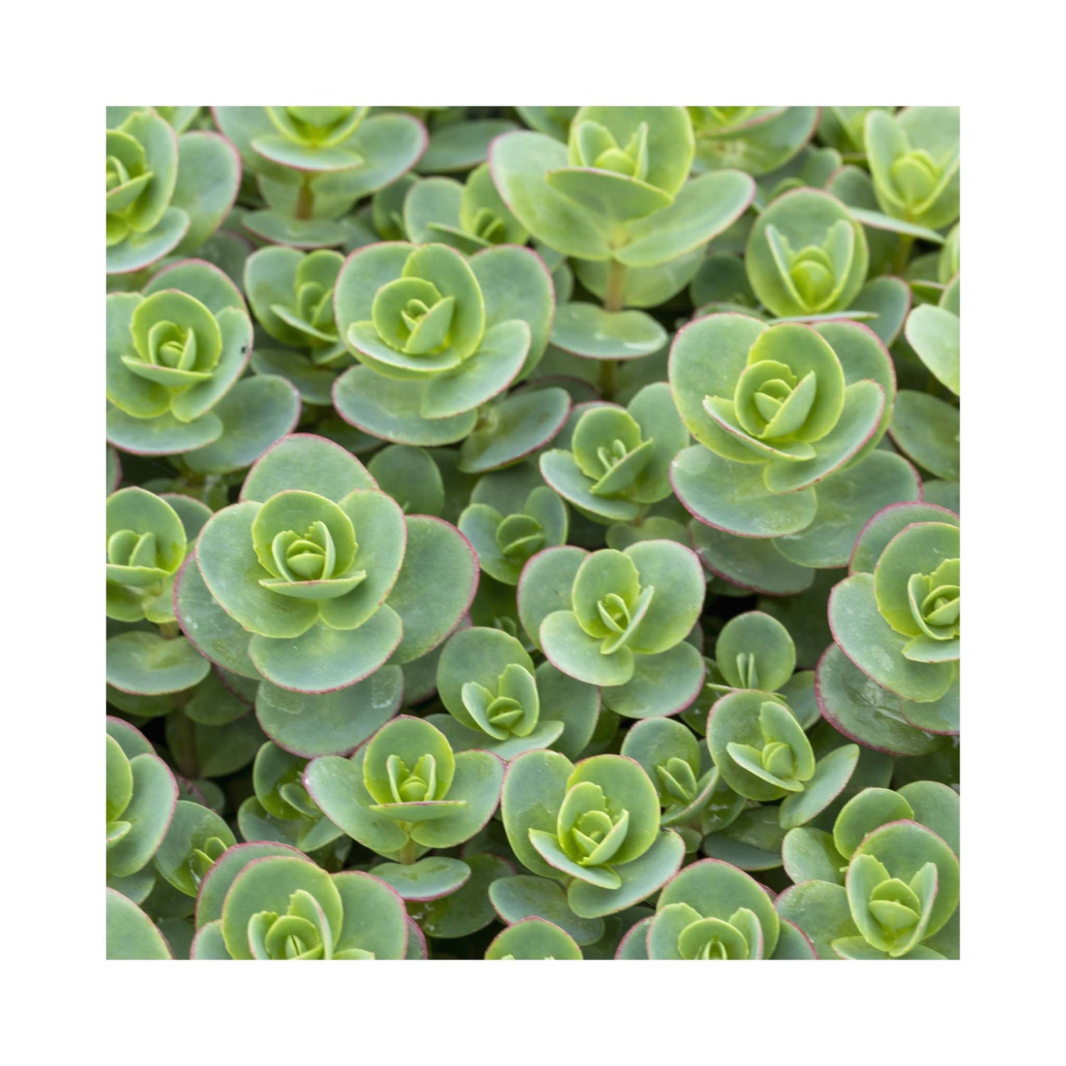 Sedum Sunsparkler Lime Zinger