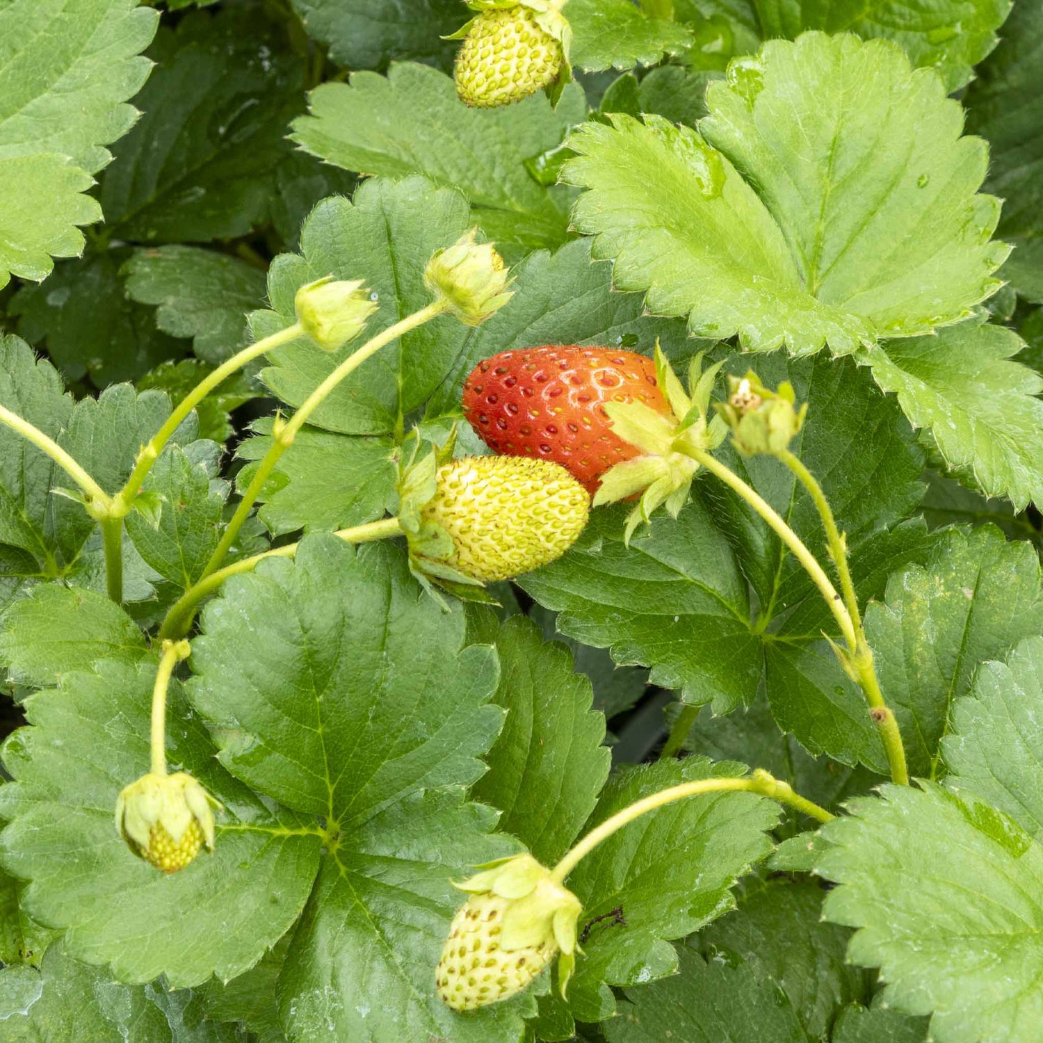 Strawberry Elan