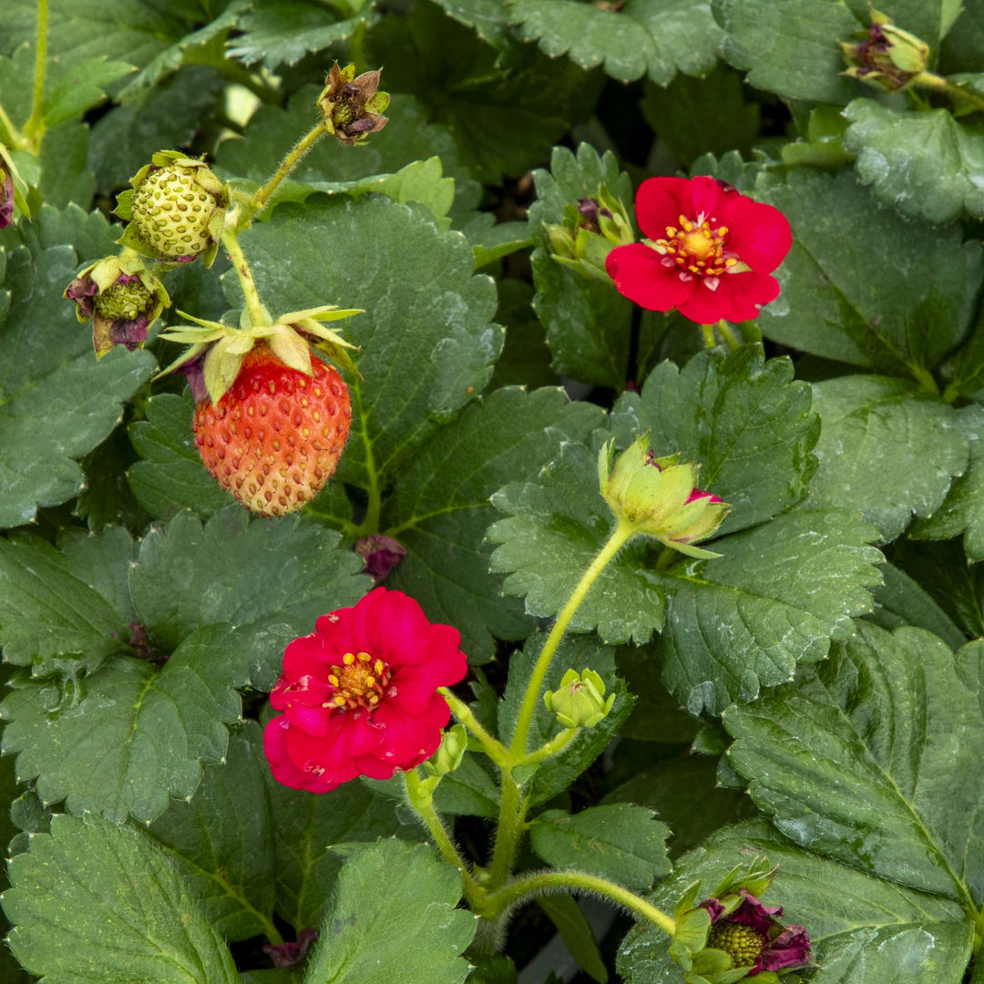 Strawberry Summer Breeze Rose