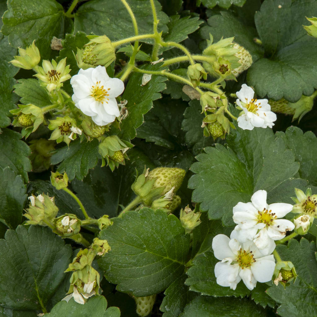 Strawberry Summer Breeze Snow