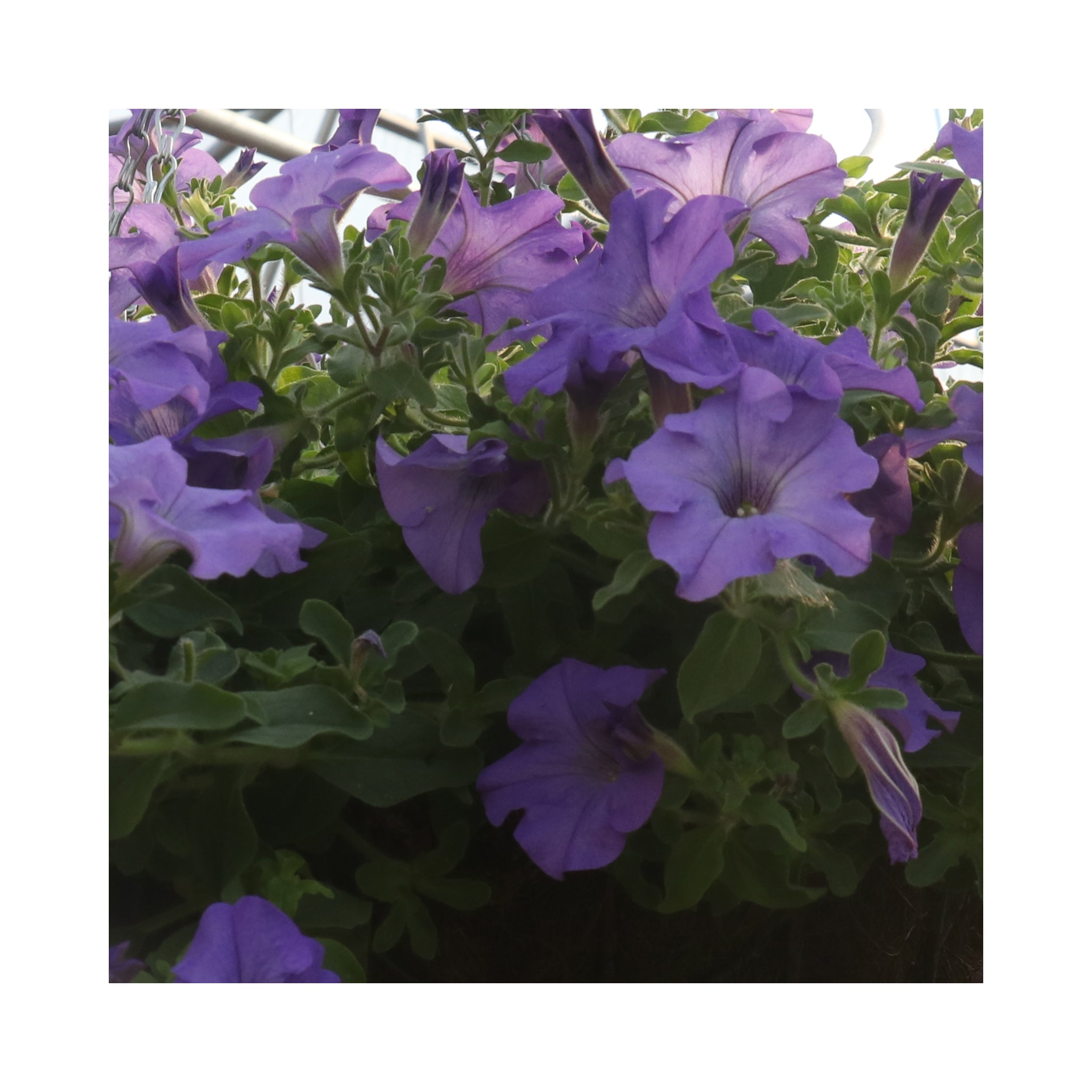 Petunia Surfinia Heavenly Blue