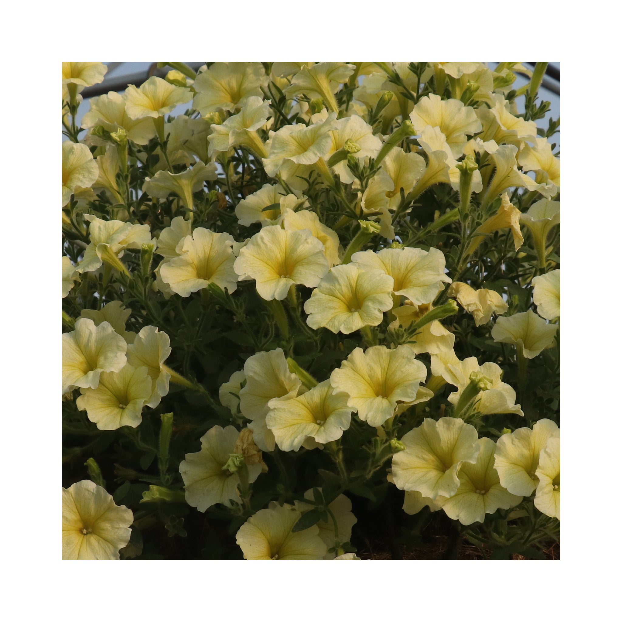 Petunia Surfinia Impulz Yellow