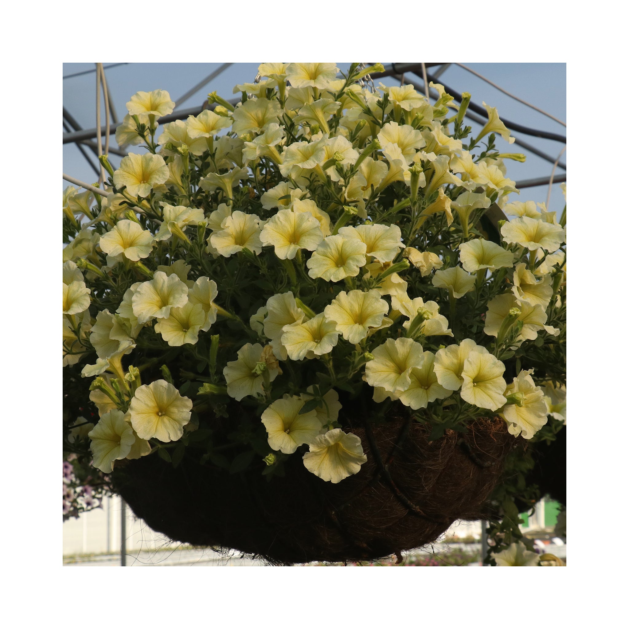 Petunia Surfinia Impulz Yellow