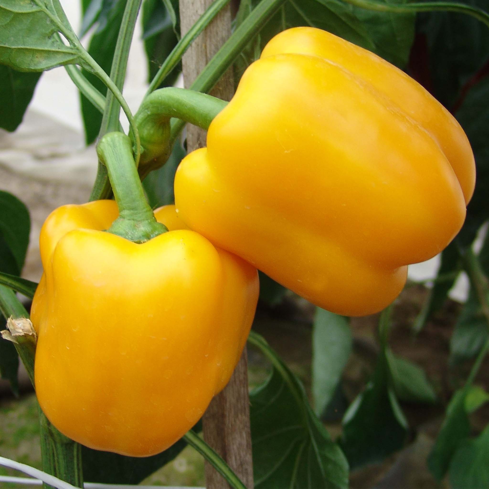 Sweet Pepper Nirvana