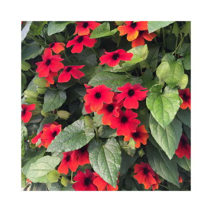 Thunbergia Sunny Susy Collection