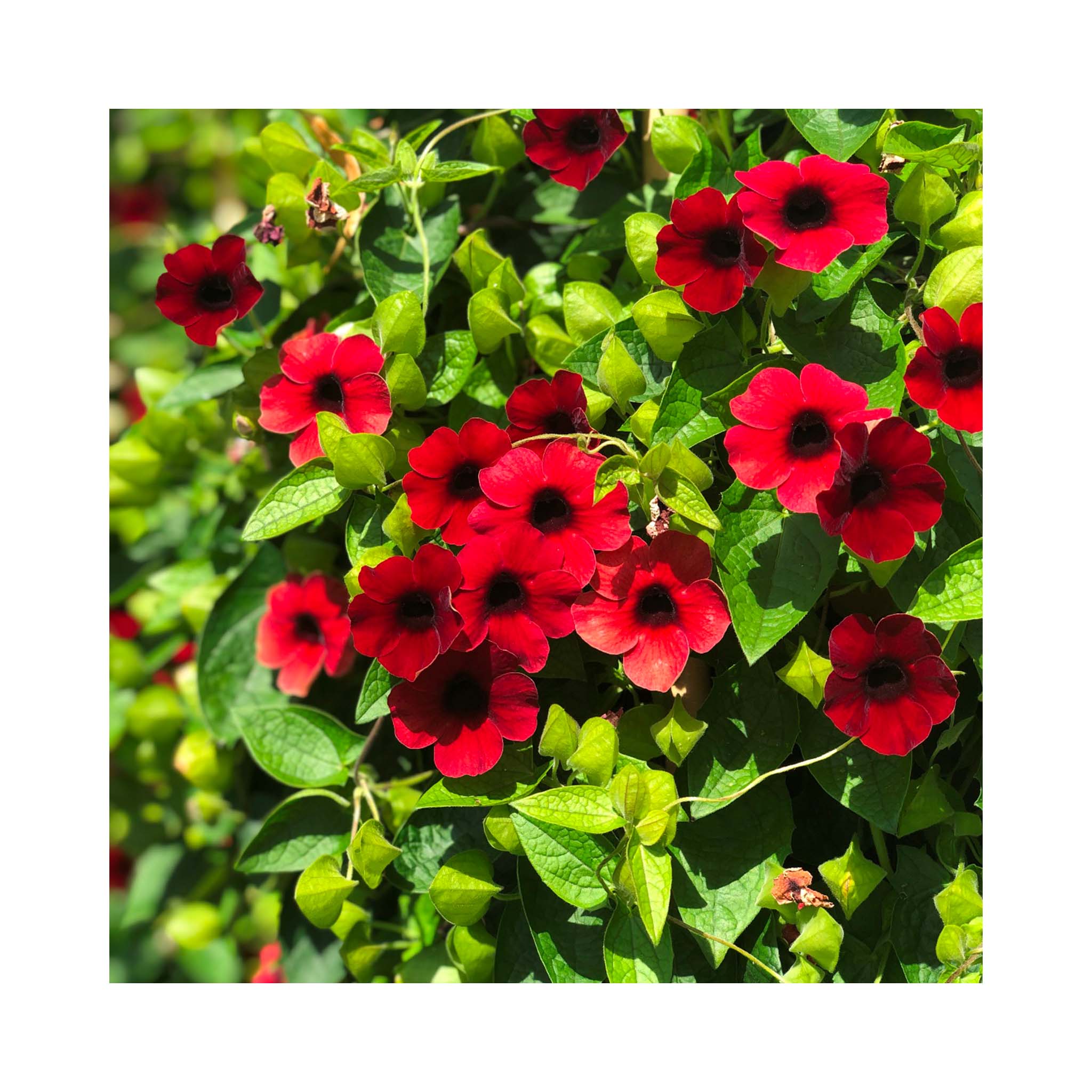 Thunbergia Sunny Susy Cherry