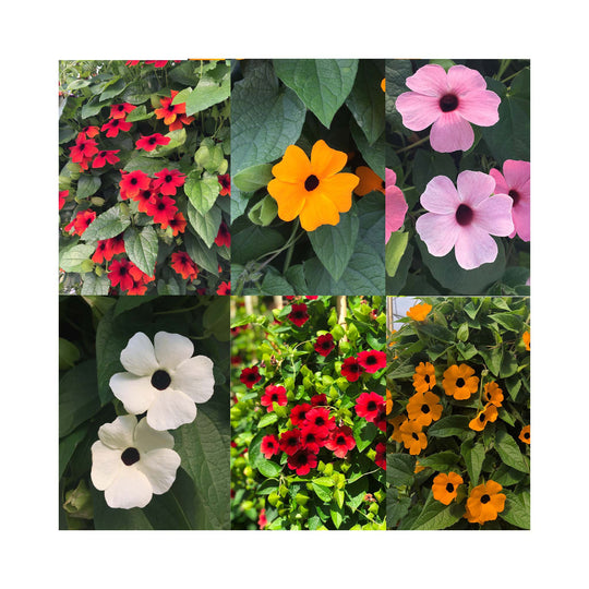 Thunbergia Sunny Susy Collection