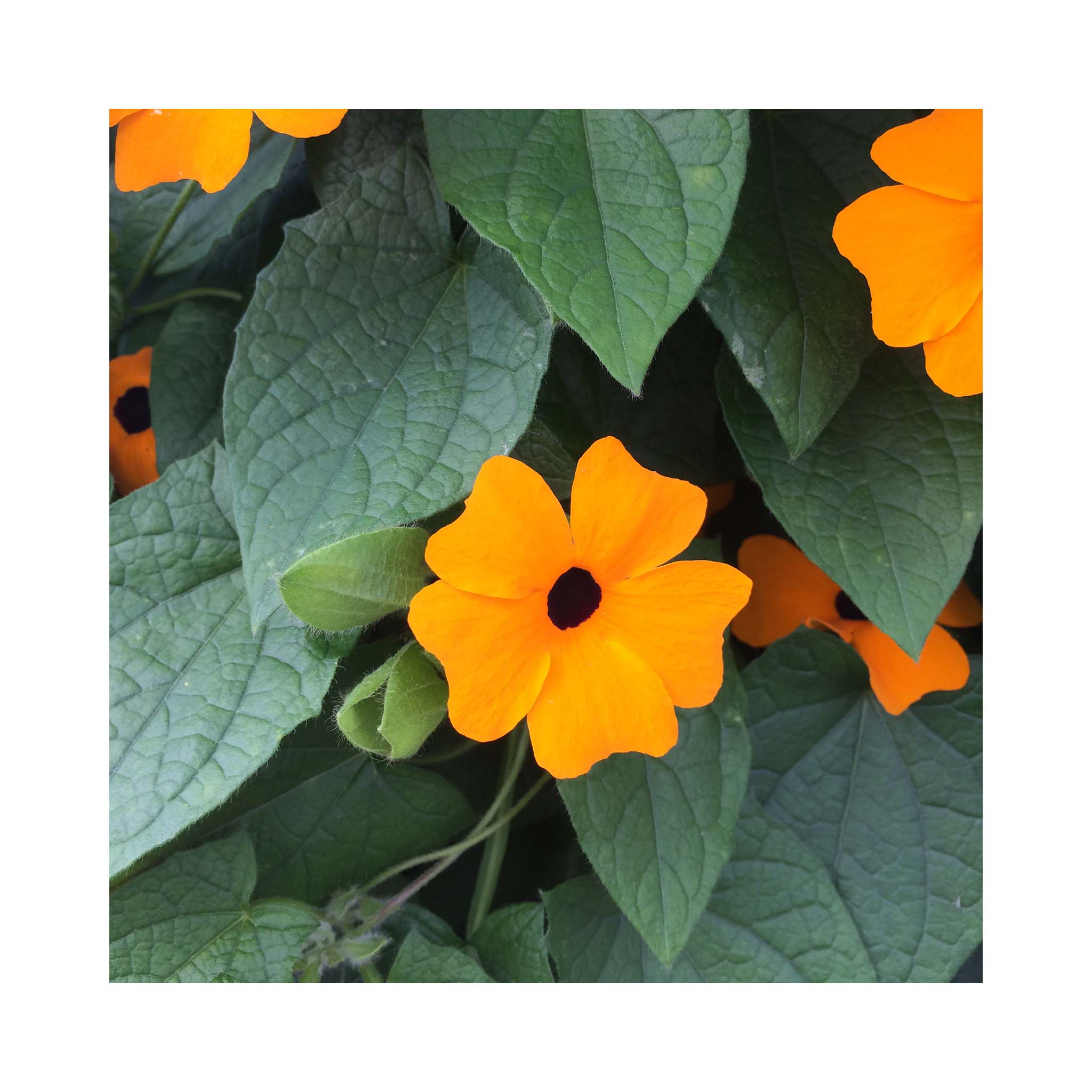 Thunbergia Sunny Susy New Orange