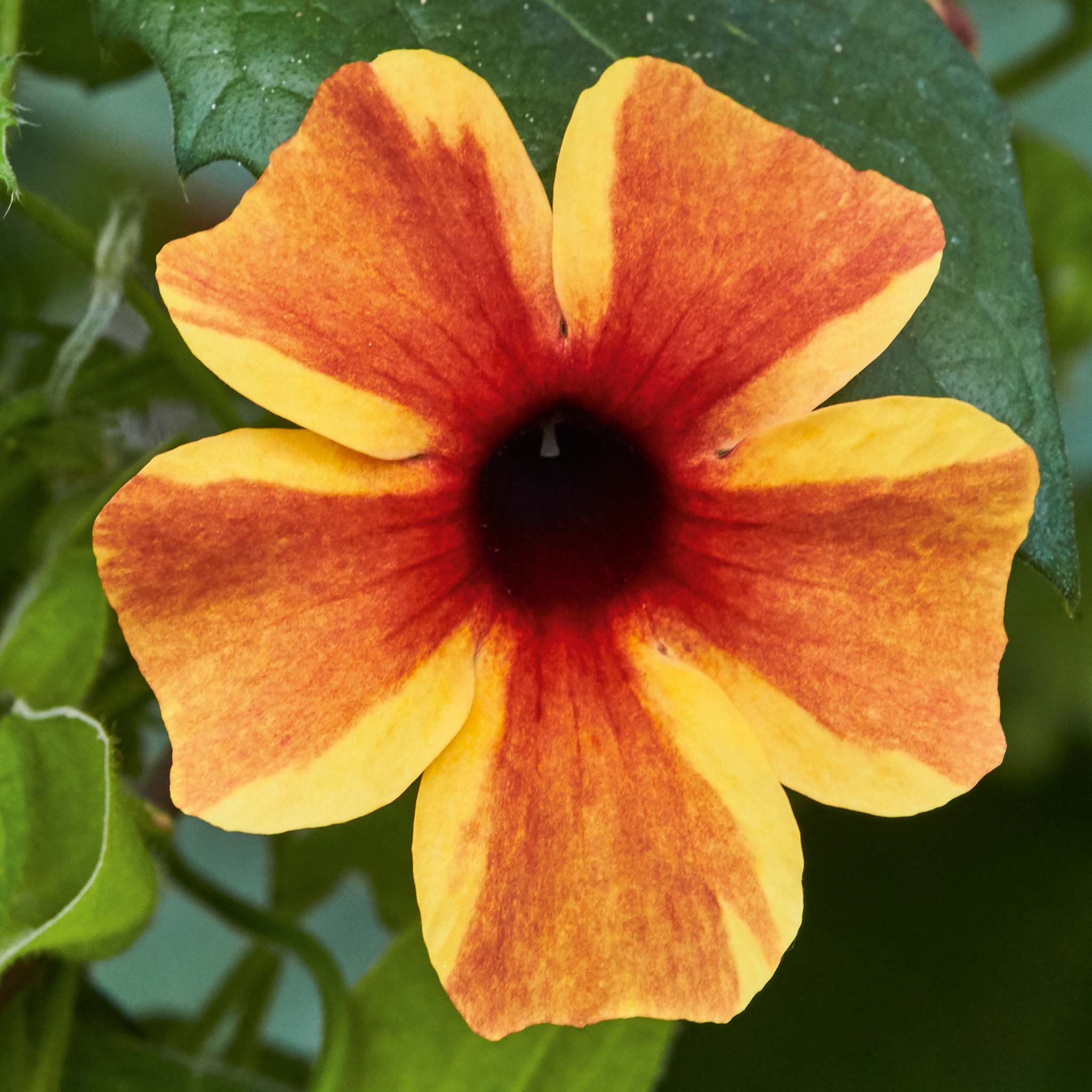 Thunbergia Amber Stripe