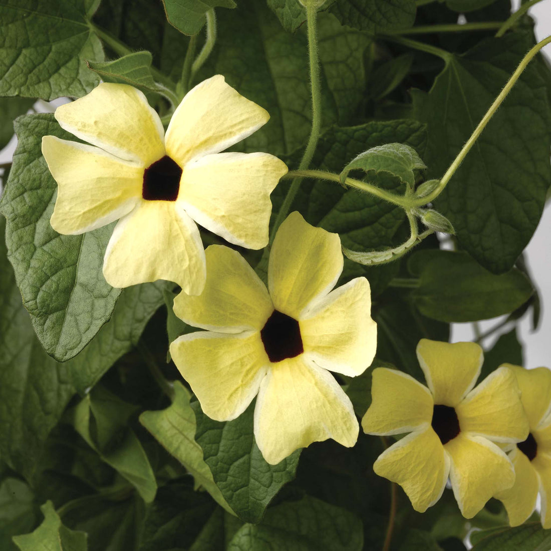 Thunbergia Lemon Surprise