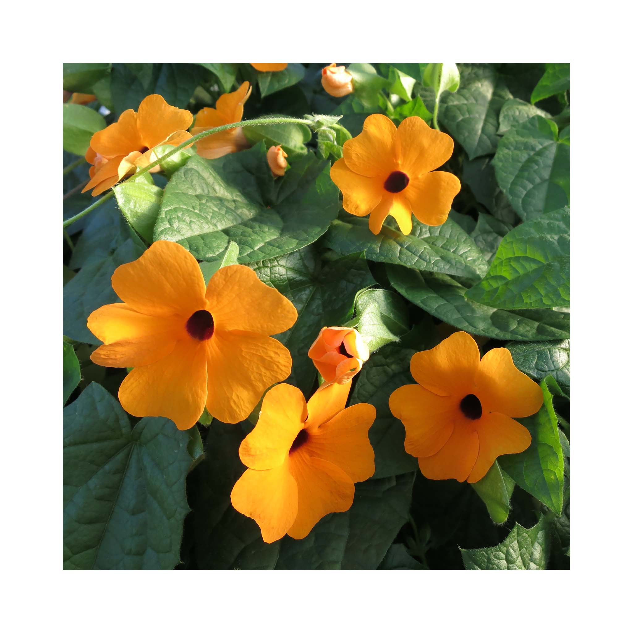 Thunbergia Sunny Susy Red Orange