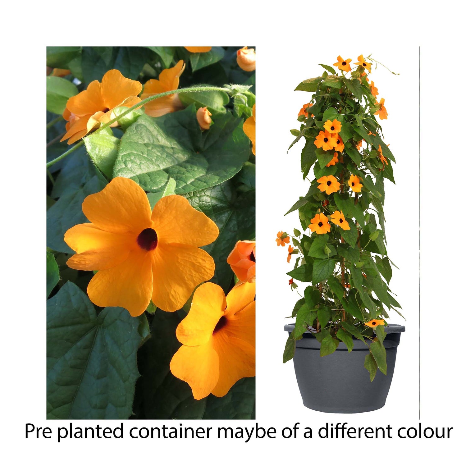 Thunbergia Sunny Susy Red Orange