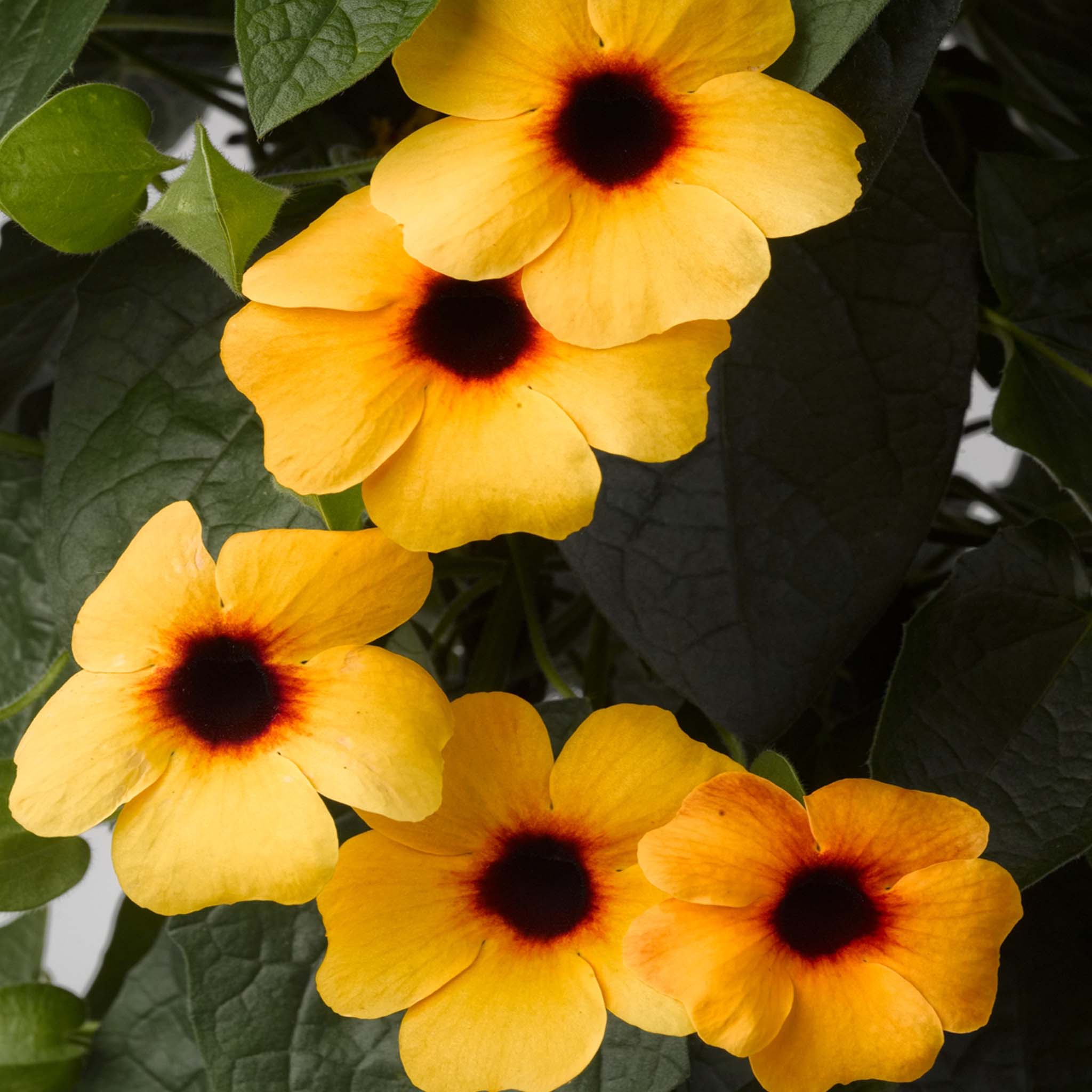 Thunbergia Terracotta
