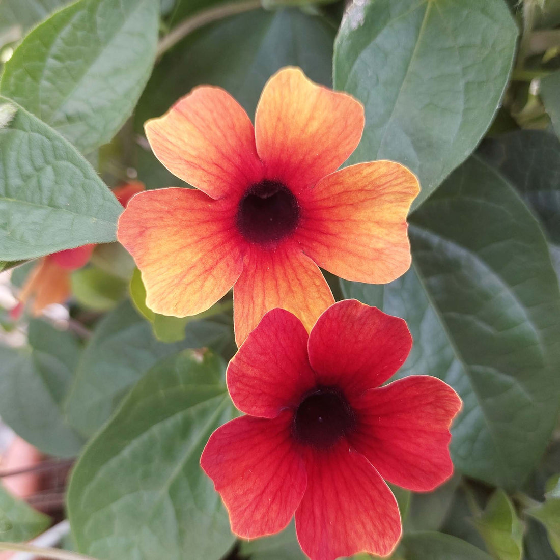 Thunbergia Tiger Eye