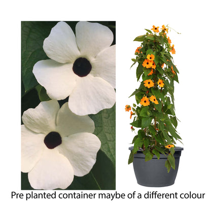 Thunbergia Sunny Susy White Halo