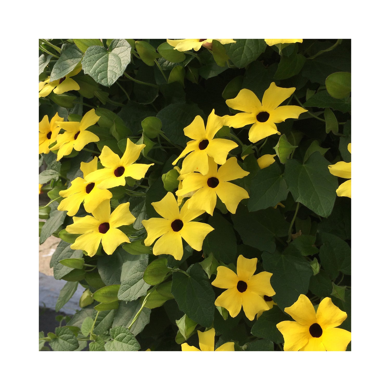 Thunbergia Yellow