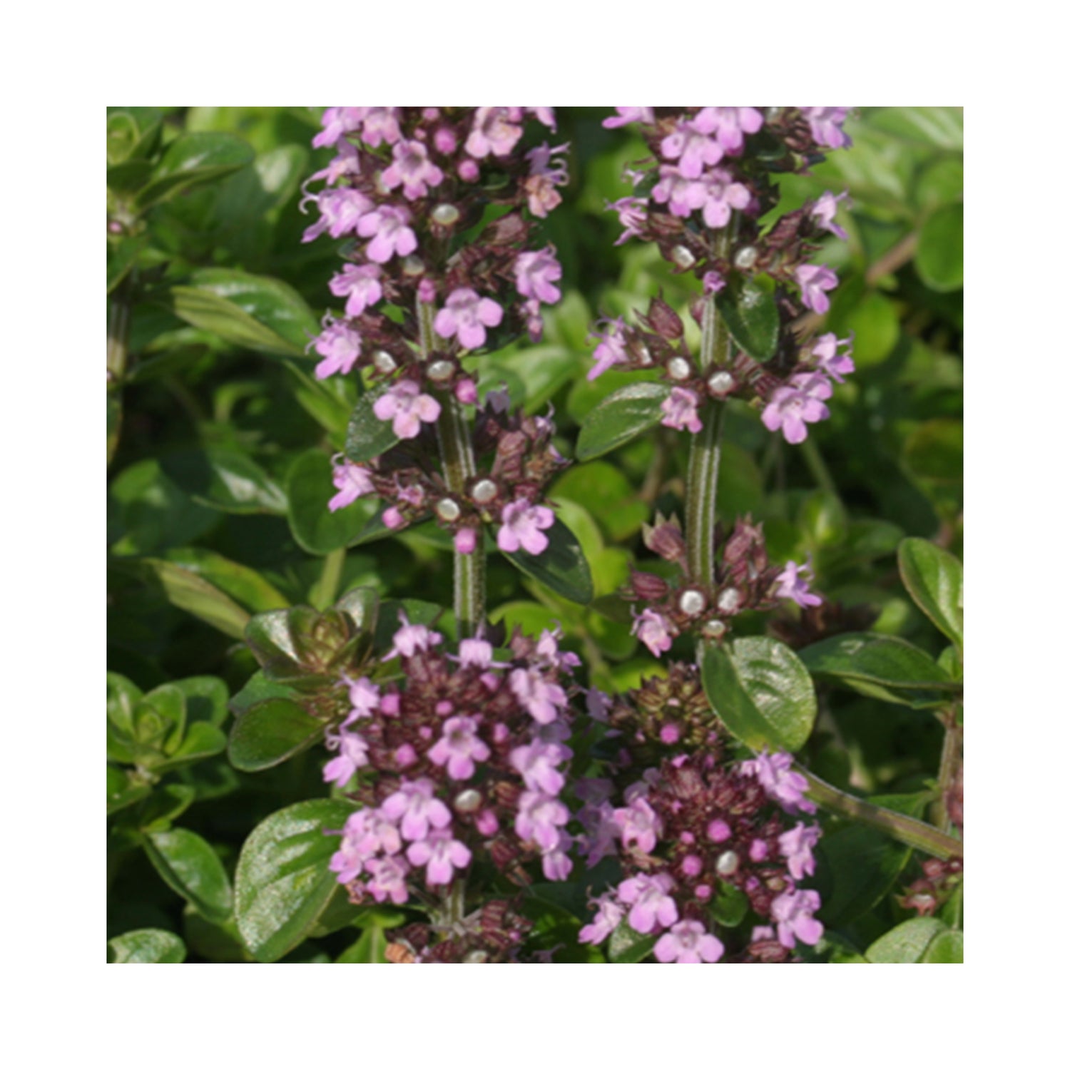 Thyme collection of 6 Established Plants in 9cm pots.