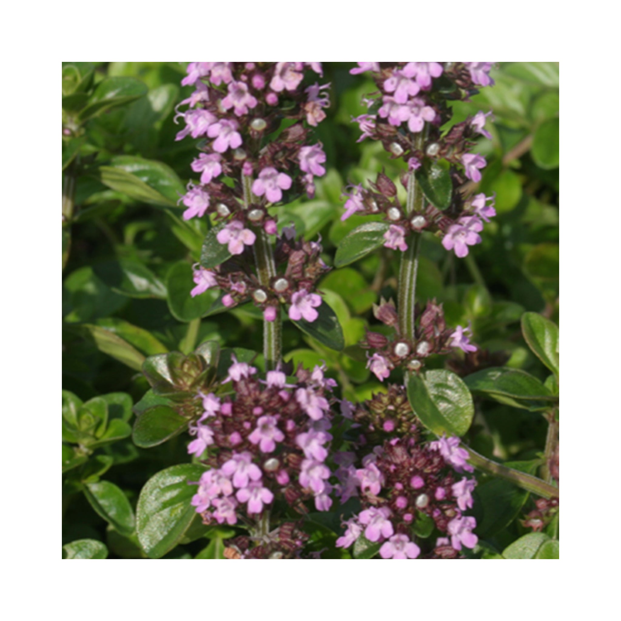 Thyme collection of 6 Established Plants in 9cm pots.