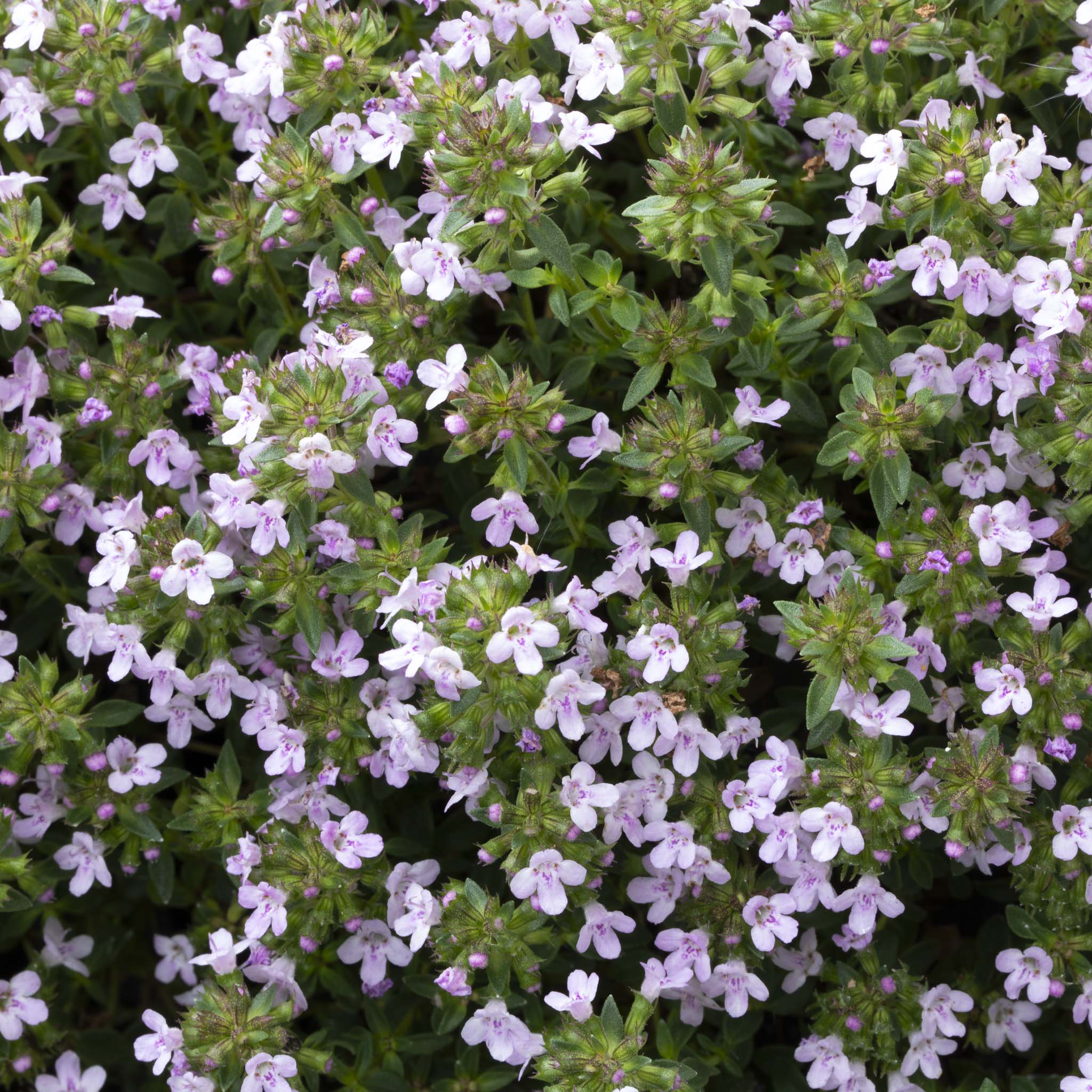 Thyme Caraway