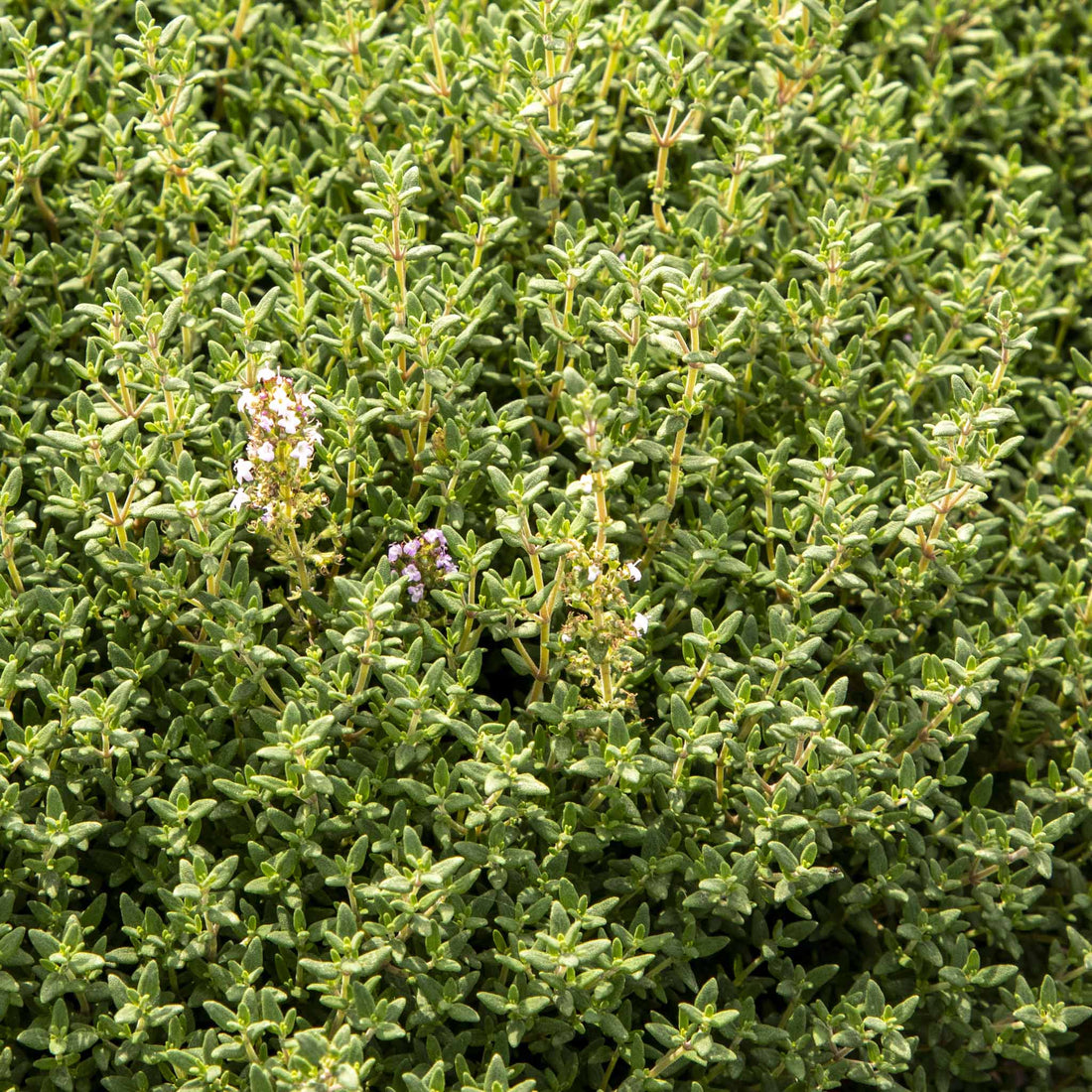 Thyme Faustini