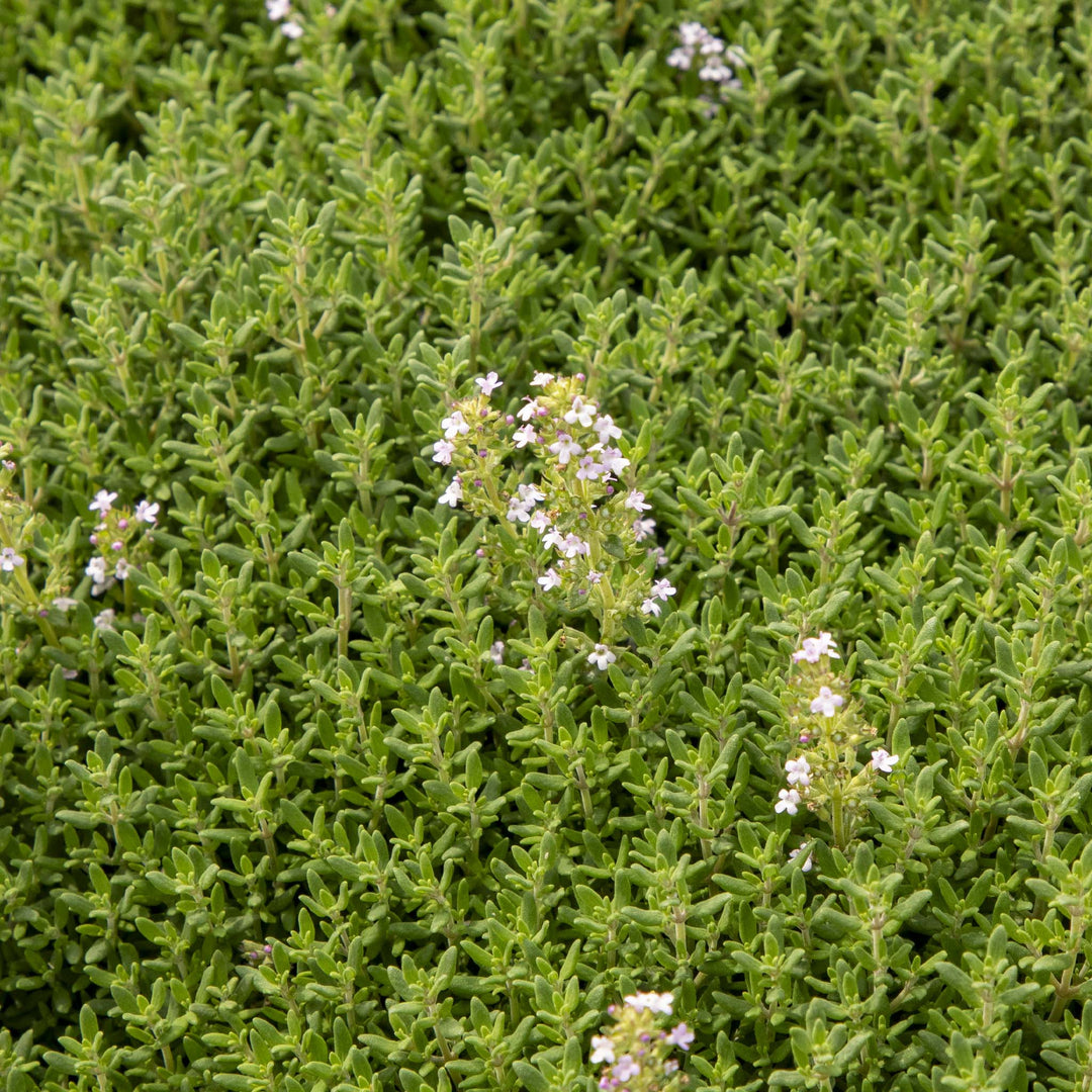 Thyme Freddy