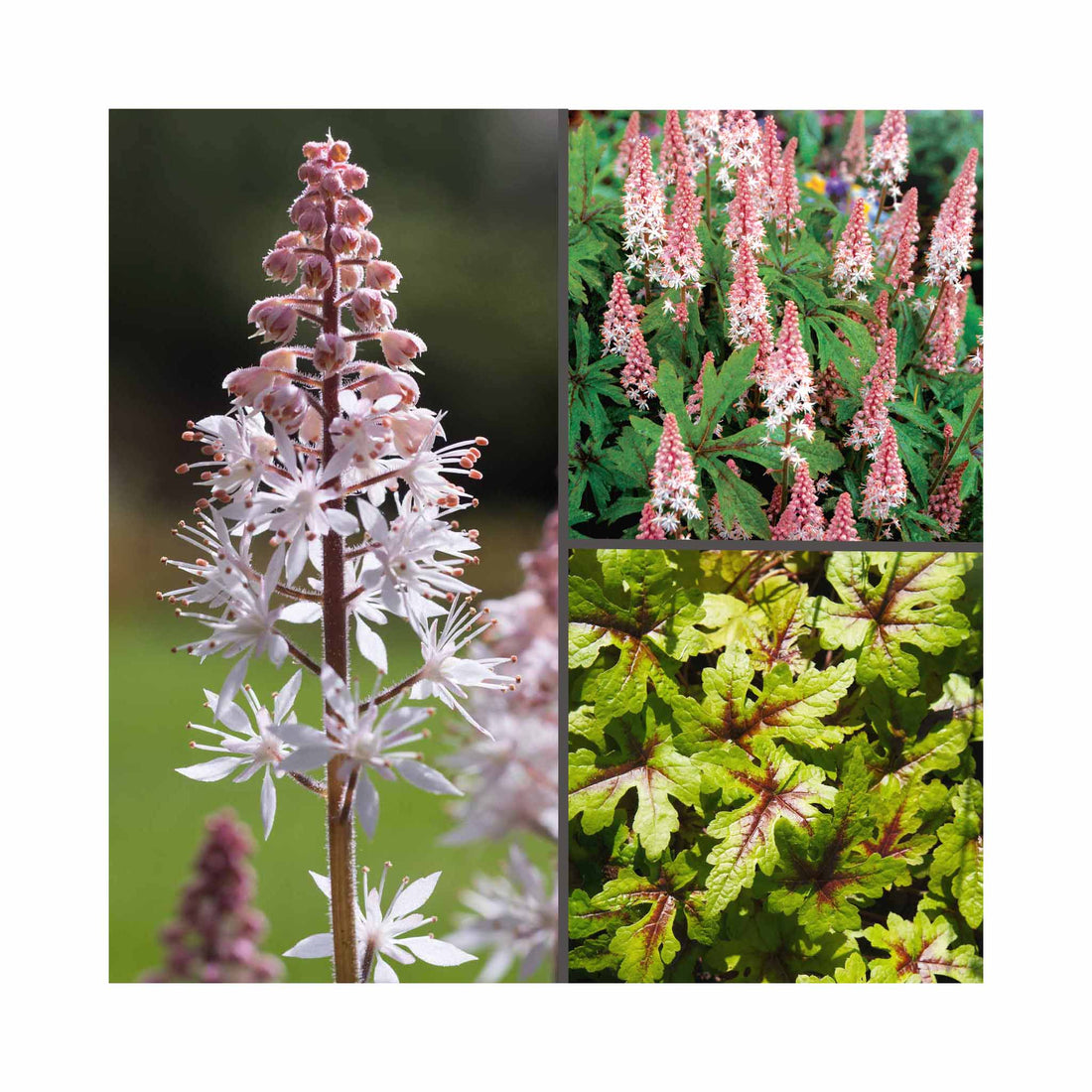 Collection of Tiarella plants and flowers