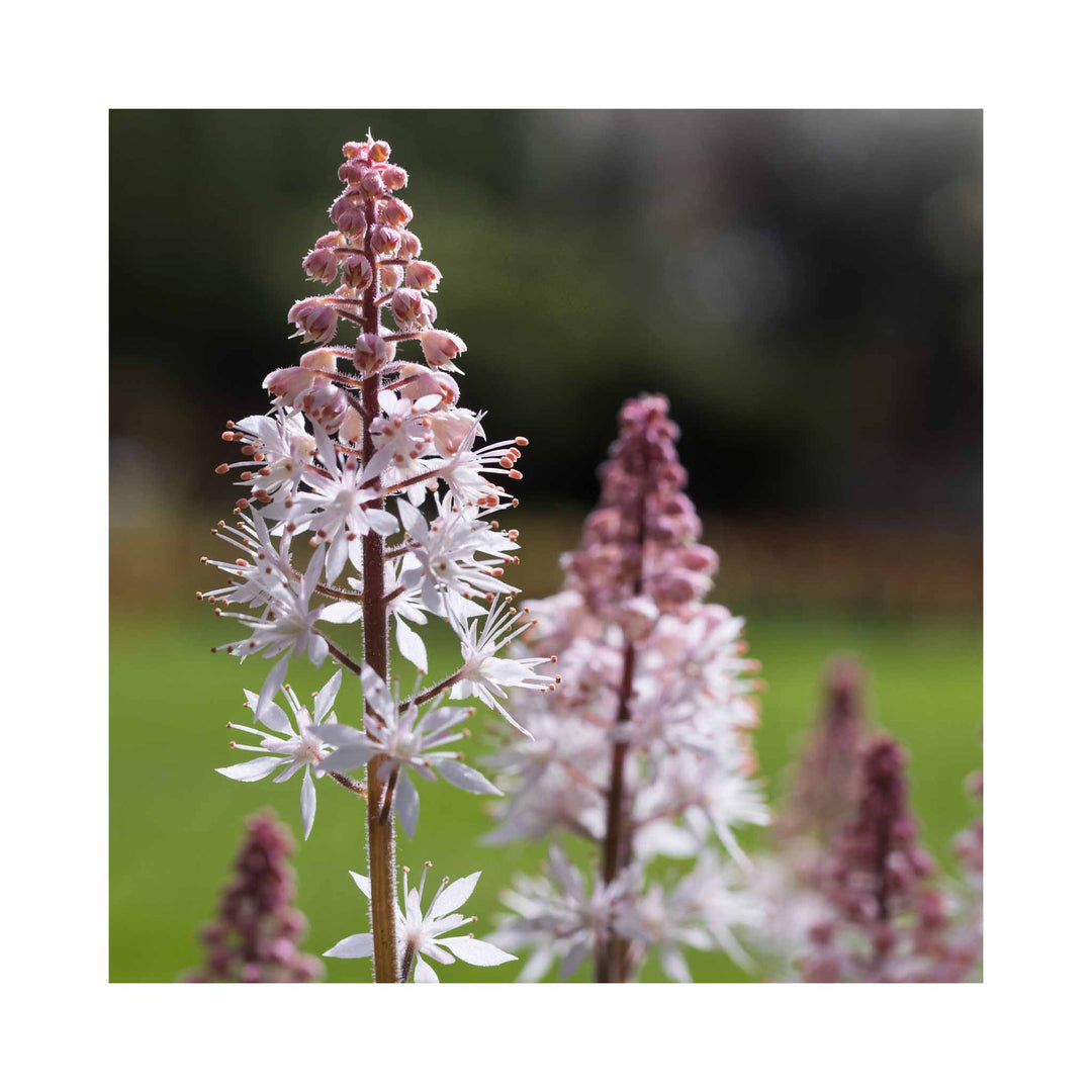 Tiarella Spring Symphony