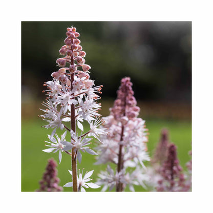 Delicate white and pale pink flowers of Tiarella Spring Symphony plant