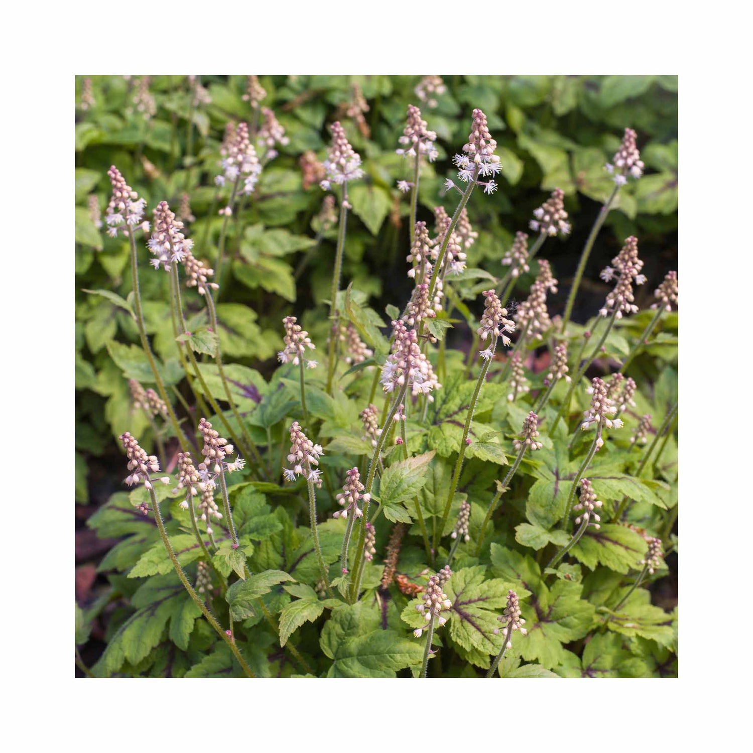 Light white and pink flowers of Tiarella Sugar and Spice