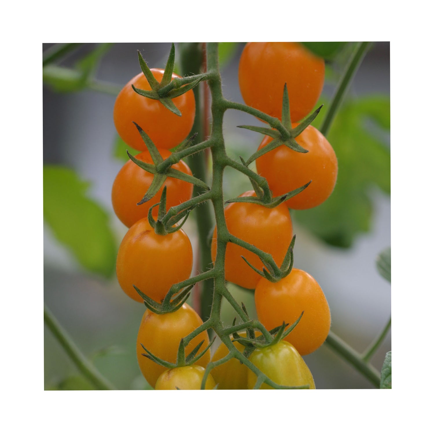 Bright yellow to orange plumb tomato growing on a plant