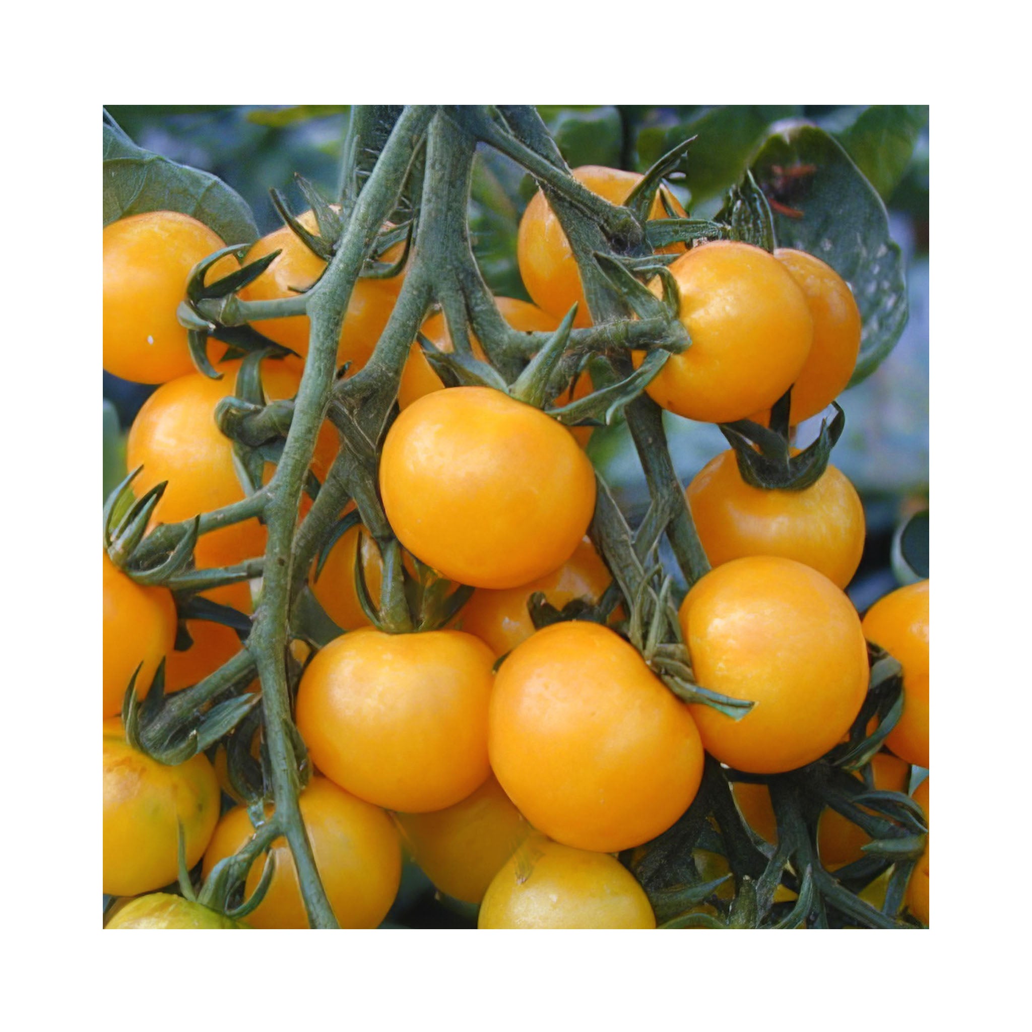 Bright yellow sweet cherry tomatoes growing on a tomato vine