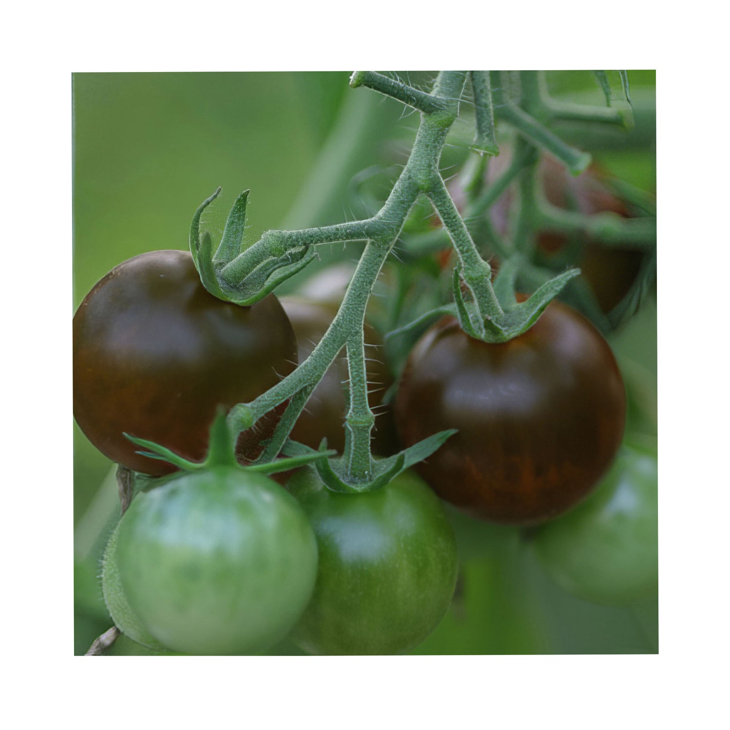 Black cherry tomato growing on a vine