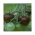 Black cherry tomato growing on a vine