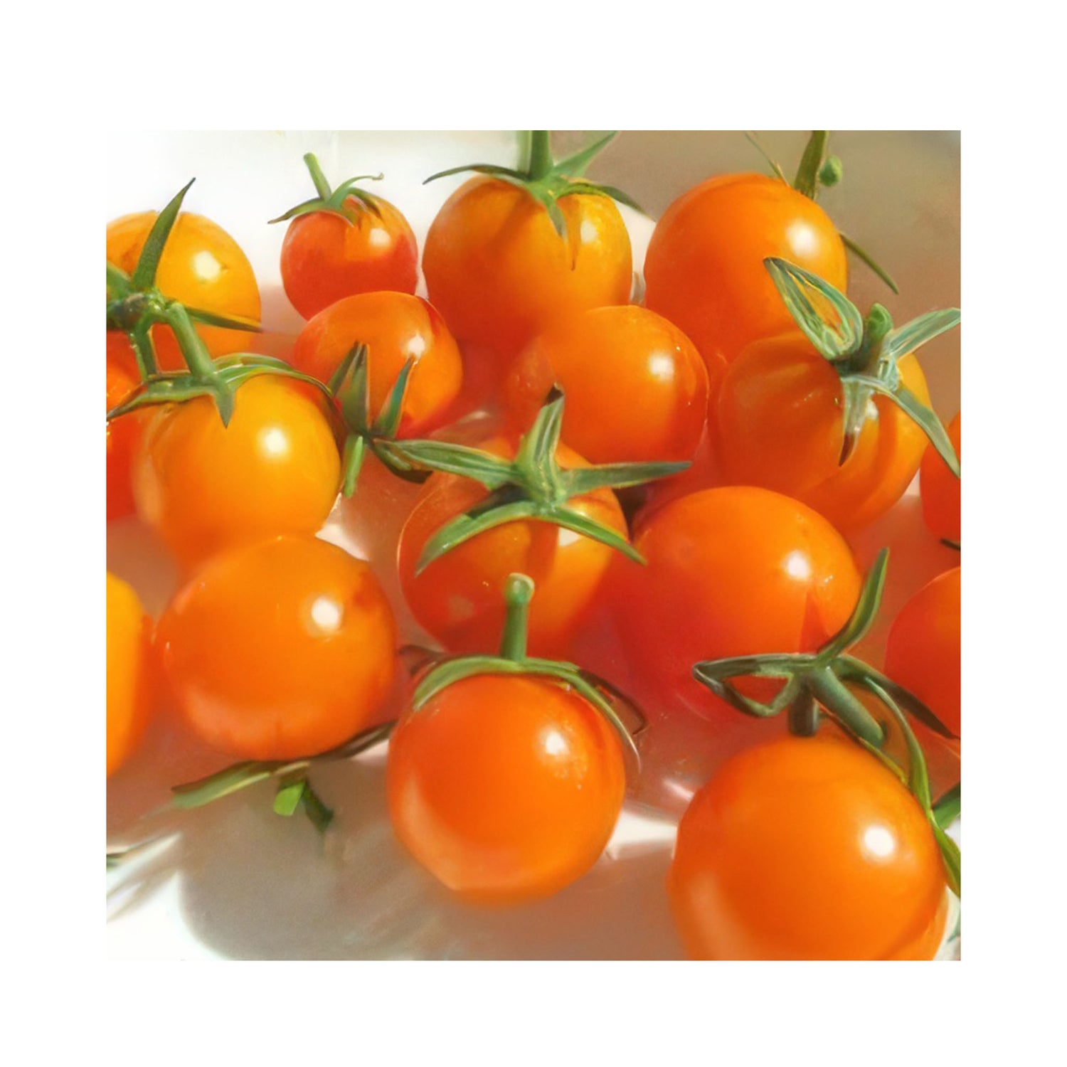 Golden fruit of cherry tomato tomato