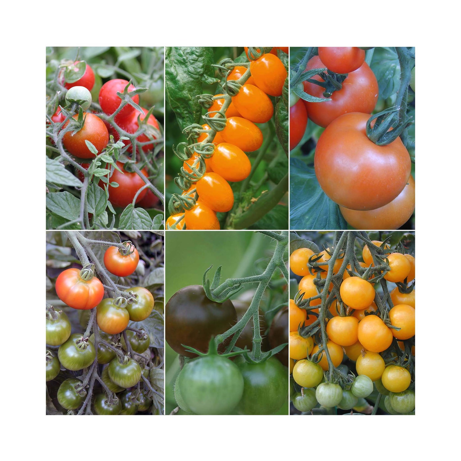 collection of different colour tomatoes. All growing on the vine