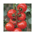 Bright red medium sized tomato fruit growing on a green stem