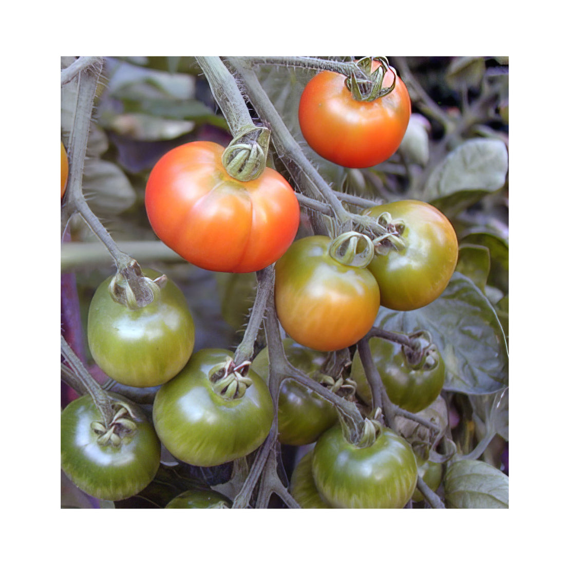 Tomatoes growing on vine. From unripe green to ripe red