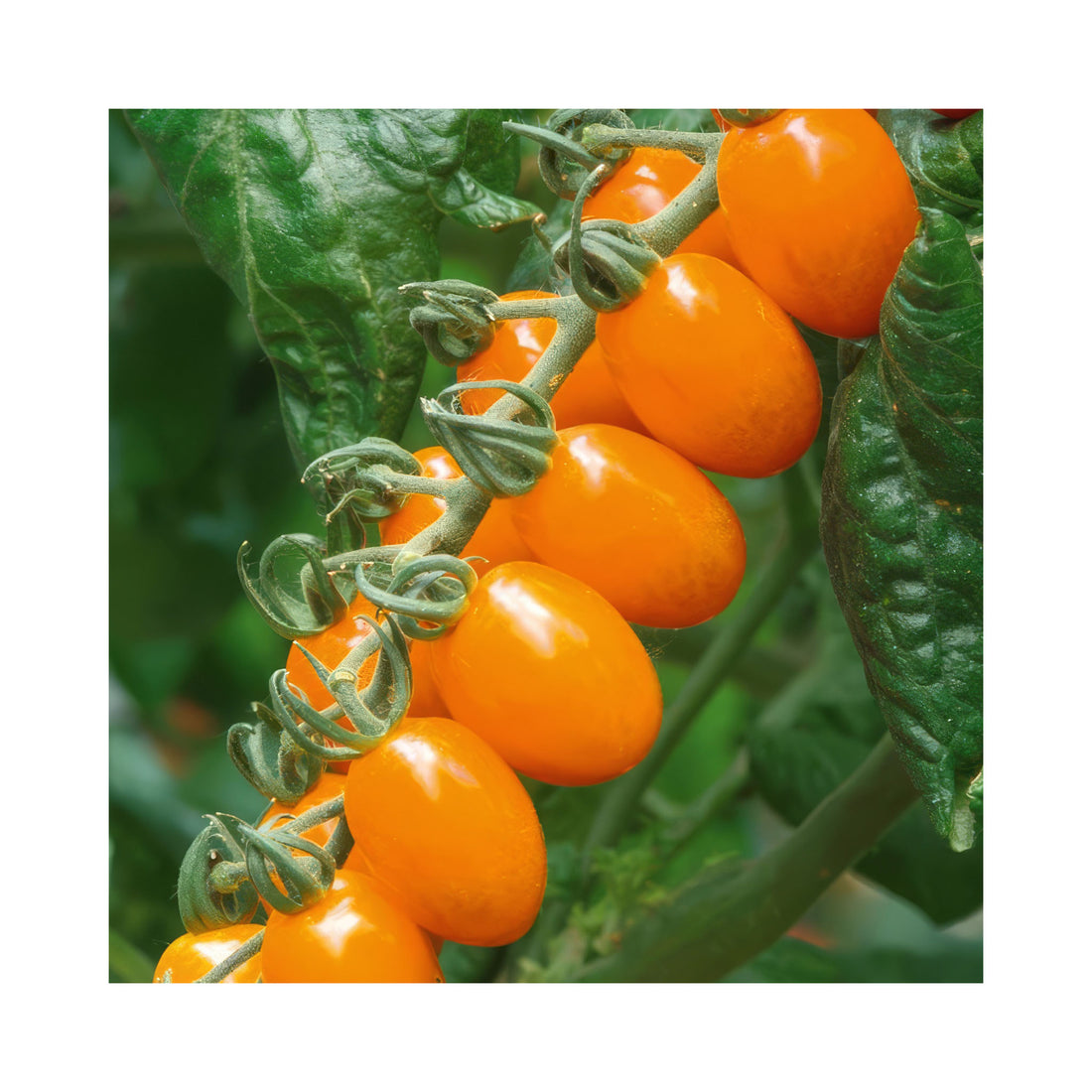 Bright yellow and orange plum tomatoes on the vine